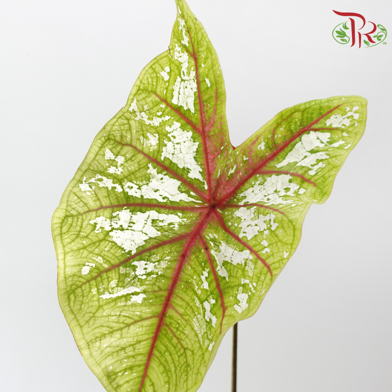 Caladium - Carolyn Whorton White (Per Bunch)-China-prflorist.com.my