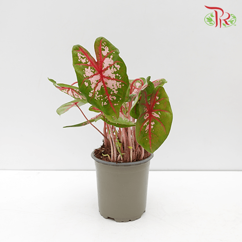 Caladium Carolyn Whorton《五彩芋》