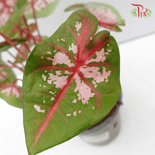 Caladium Carolyn Whorton《五彩芋》