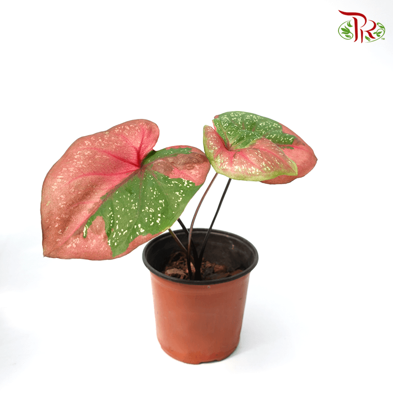 Caladium Cat Tumpah 《彩芋》-Malaysia-prflorist.com.my