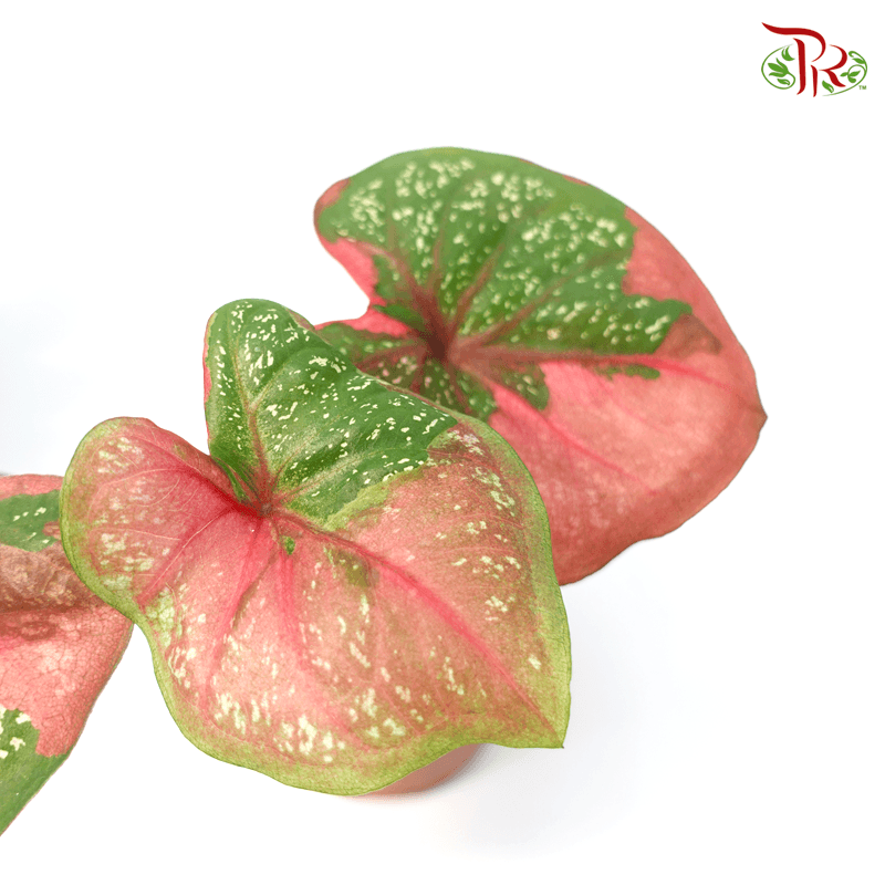 Caladium Cat Tumpah 《彩芋》-Malaysia-prflorist.com.my