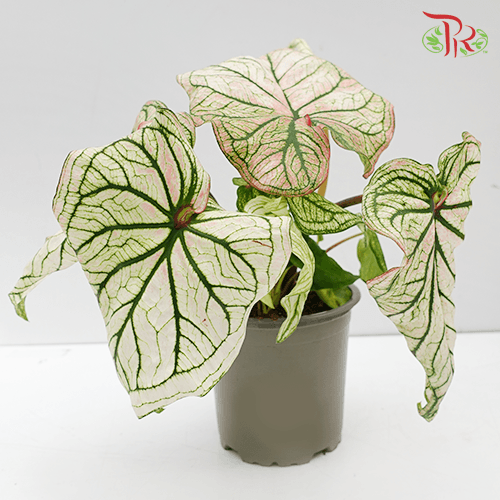 Caladium Debutante《五彩芋》