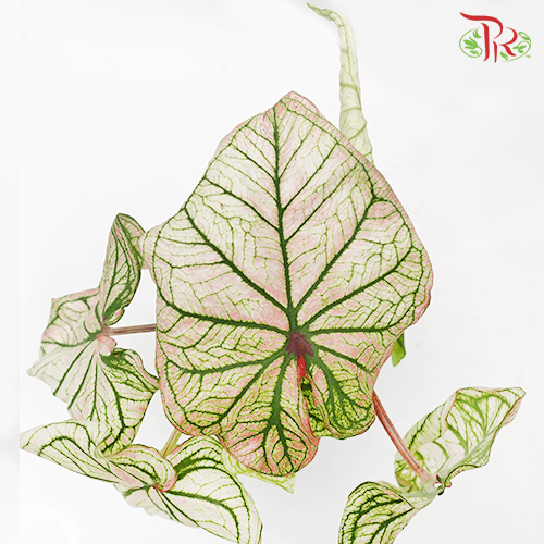 Caladium Debutante《五彩芋》