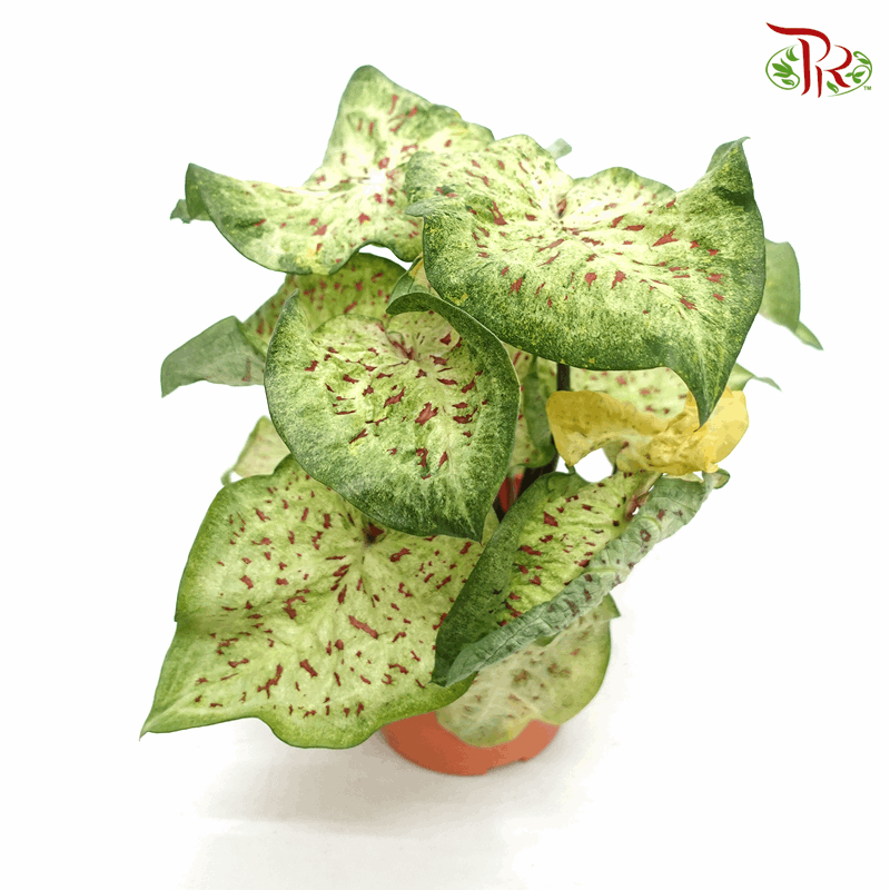 Caladium Dragon Flame 《彩芋》