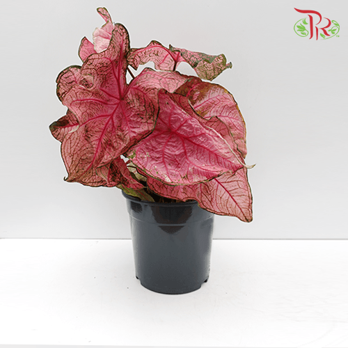 Caladium Fannie Munson《五彩芋》-Pudu Ria Florist-prflorist.com.my