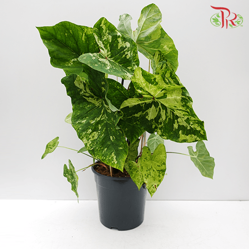 Caladium Frog in a Blender《五彩芋》