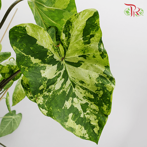 Caladium Frog in a Blender《五彩芋》