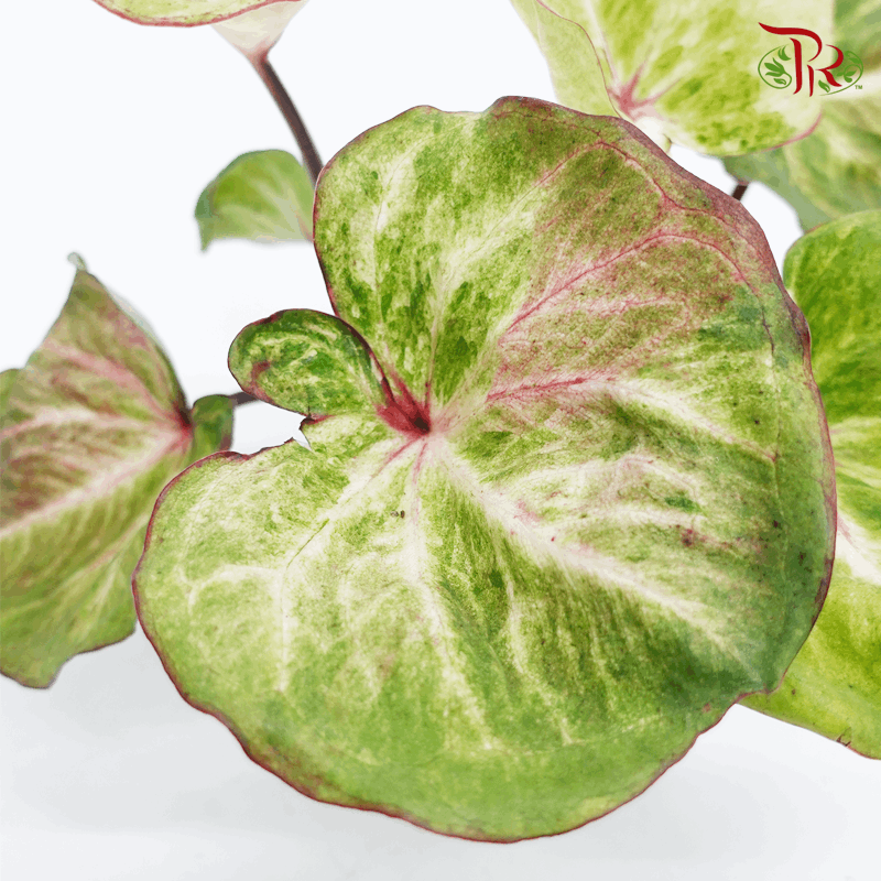 Caladium Fuzzy 《彩芋》-Pudu Ria Florist-prflorist.com.my