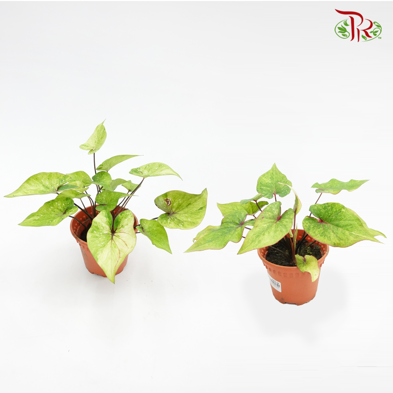 Caladium Hybrid 1 《彩芋》(Random choose)-Pudu Ria Florist-prflorist.com.my