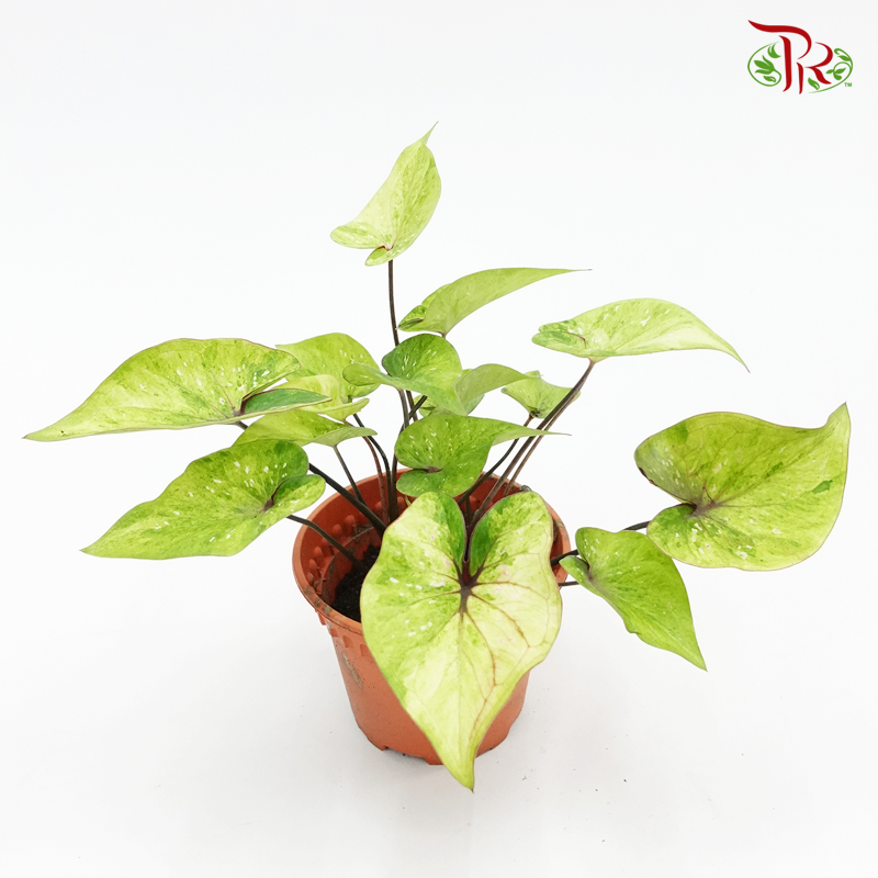 Caladium Hybrid 1 《彩芋》(Random choose)-Pudu Ria Florist-prflorist.com.my