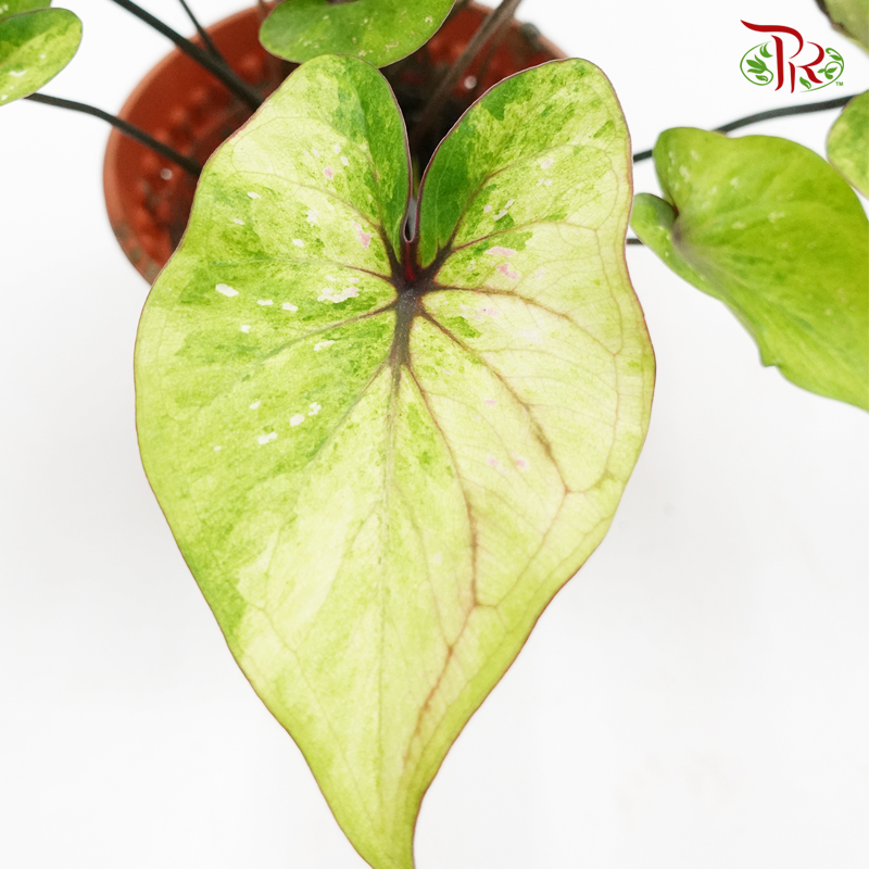 Caladium Hybrid 1 《彩芋》(Random choose)-Pudu Ria Florist-prflorist.com.my