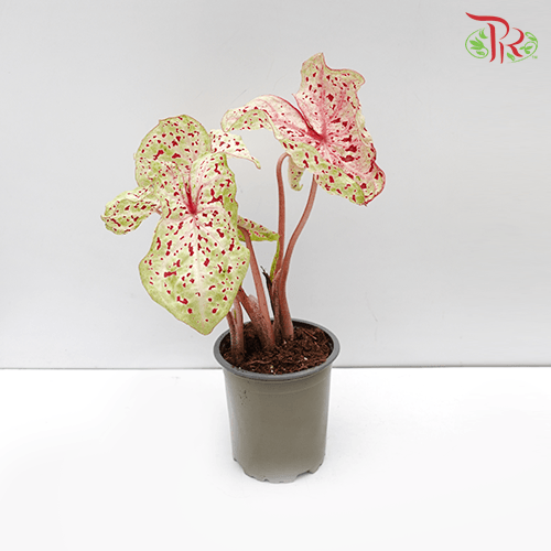 Caladium Miss Muffet《五彩芋》-Pudu Ria Florist-prflorist.com.my