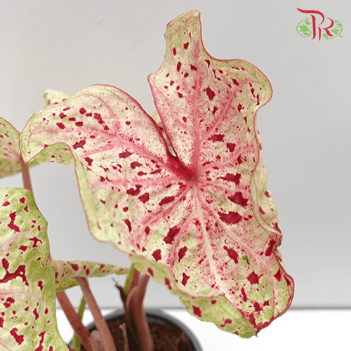 Caladium Miss Muffet《五彩芋》-Pudu Ria Florist-prflorist.com.my