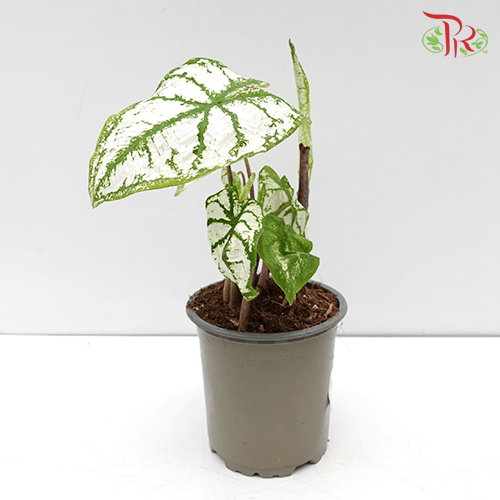 Caladium Monument《五彩芋》-Pudu Ria Florist-prflorist.com.my