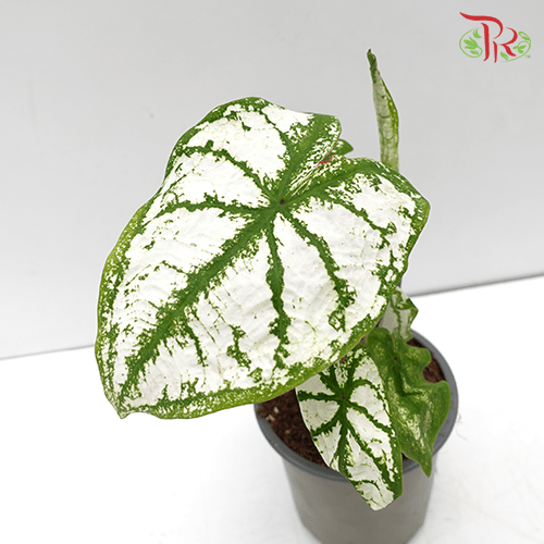 Caladium Monument《五彩芋》-Pudu Ria Florist-prflorist.com.my