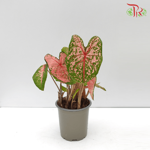 Caladium Pink Beauty《五彩芋》-Pudu Ria Florist-prflorist.com.my