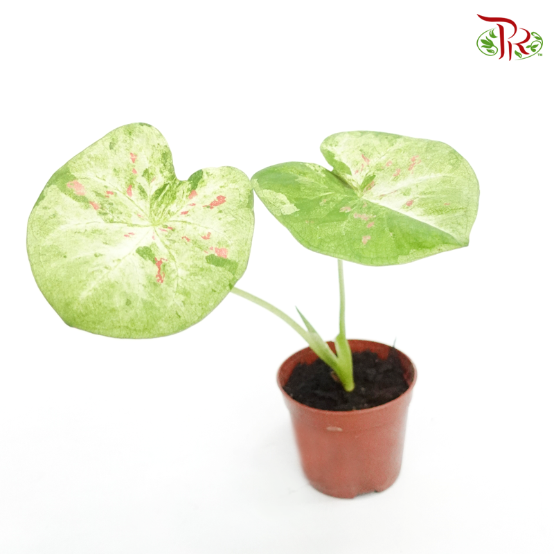 Caladium Raspberry Splash《彩芋》