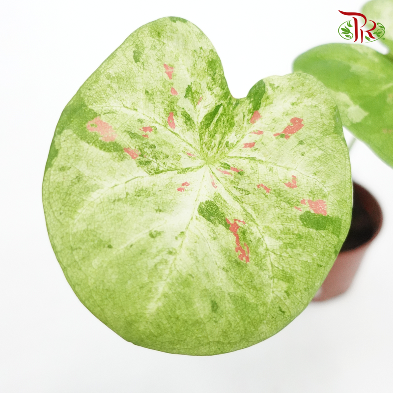 Caladium Raspberry Splash • 《彩芋》-Pudu Ria Florist-prflorist.com.my