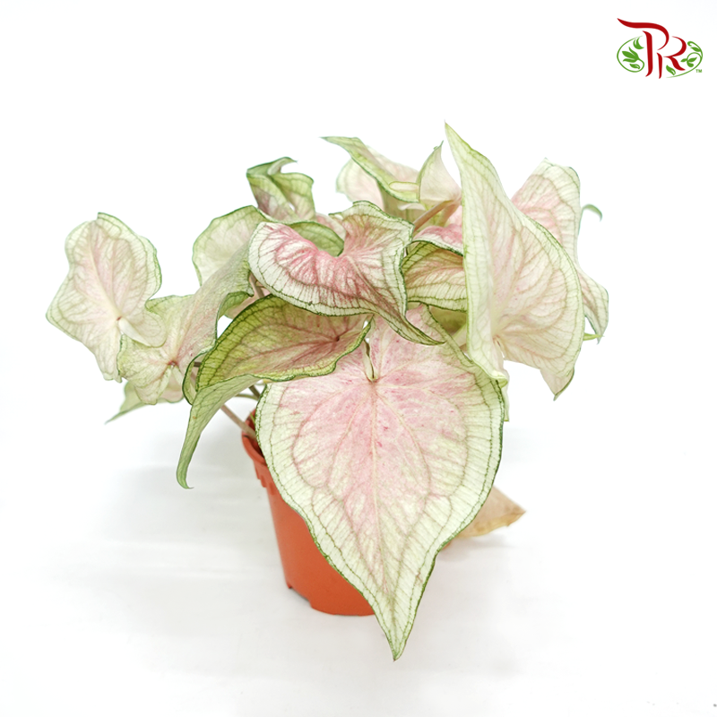 Caladium Snowy《彩芋》-Pudu Ria Florist-prflorist.com.my