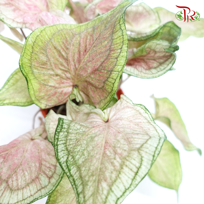 Caladium Snowy《彩芋》-Pudu Ria Florist-prflorist.com.my