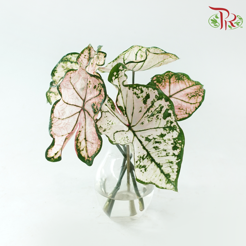 Caladium - Spring Fling (Per Bunch)-China-prflorist.com.my