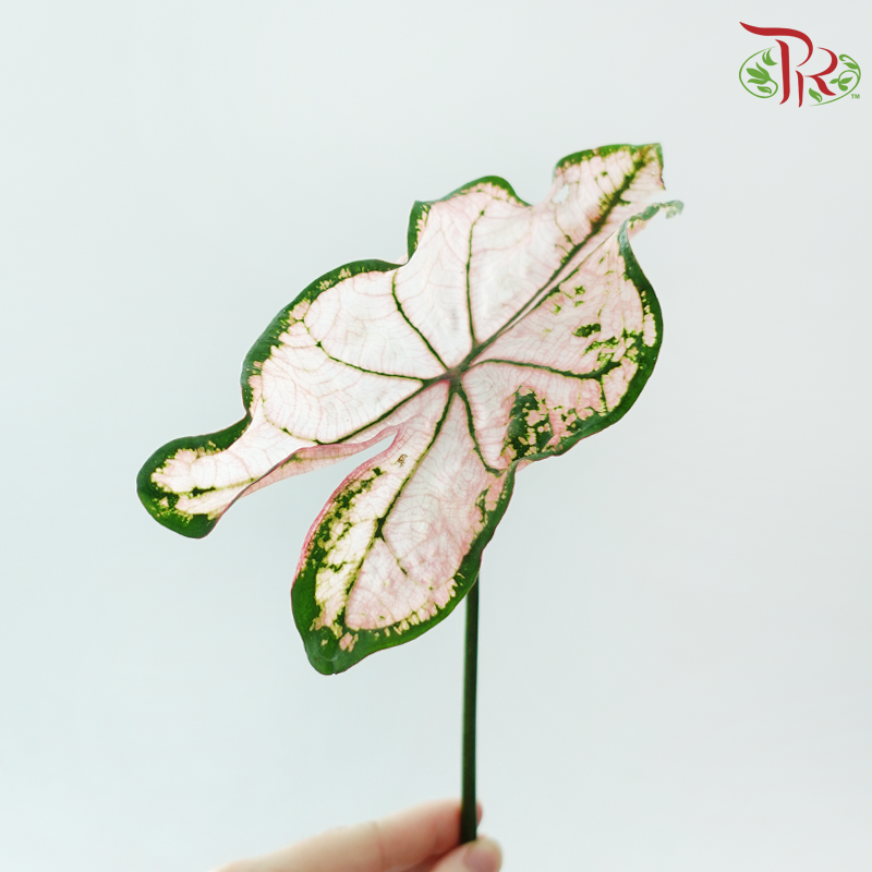 Caladium - Spring Fling (Per Bunch)-China-prflorist.com.my