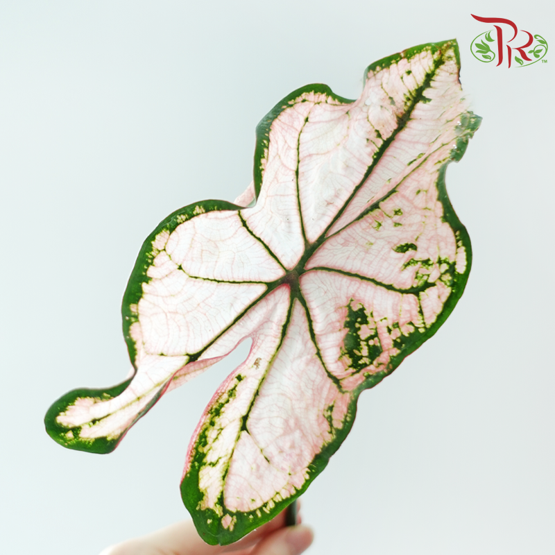 Caladium - Spring Fling (Per Bunch)-China-prflorist.com.my