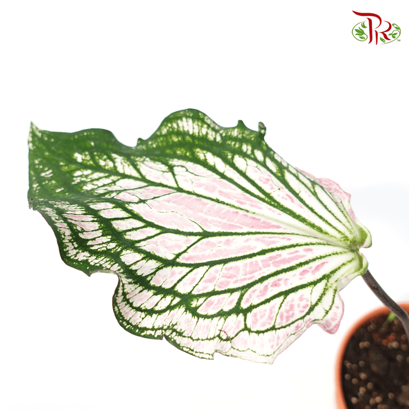 Caladium Thai Beauty 《泰国美人彩芋》 - Pudu Ria Florist