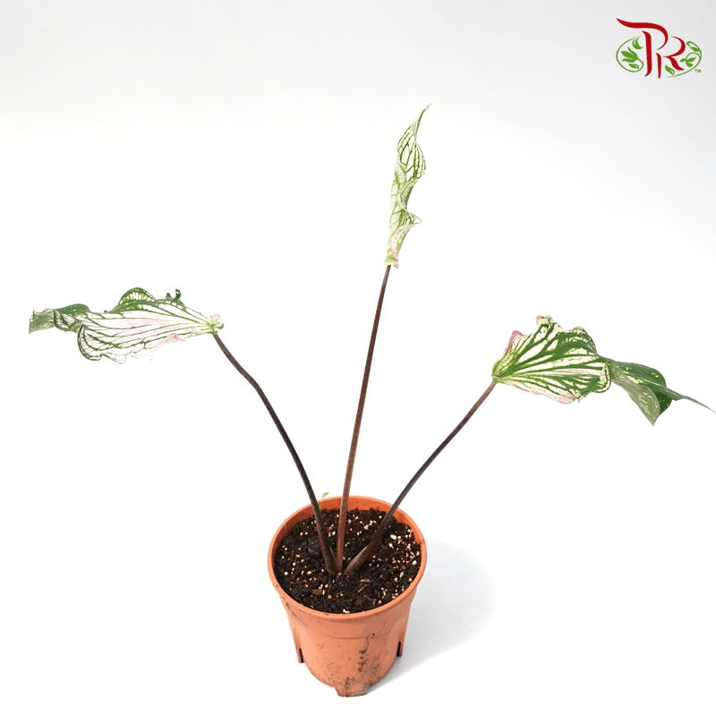 Caladium Thai Beauty 《泰国美人彩芋》 - Pudu Ria Florist