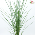 Calamus - (Per Bunch)-China-prflorist.com.my