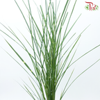 Calamus - (Per Bunch)-China-prflorist.com.my