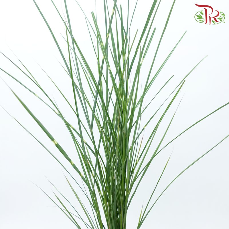 Calamus - (Per Bunch)-China-prflorist.com.my