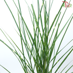 Calamus - (Per Bunch)-China-prflorist.com.my