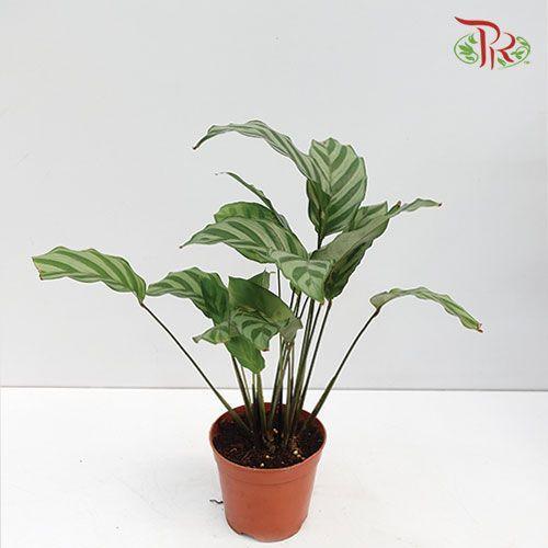 Calathea Freddy《翠叶竹芋》