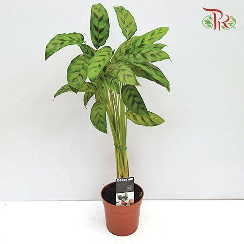 Calathea Leopardina《飞鸥竹芋》