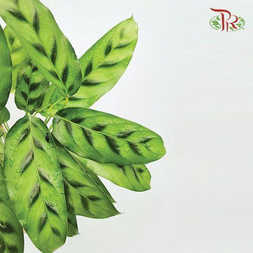 Calathea Leopardina《飞鸥竹芋》