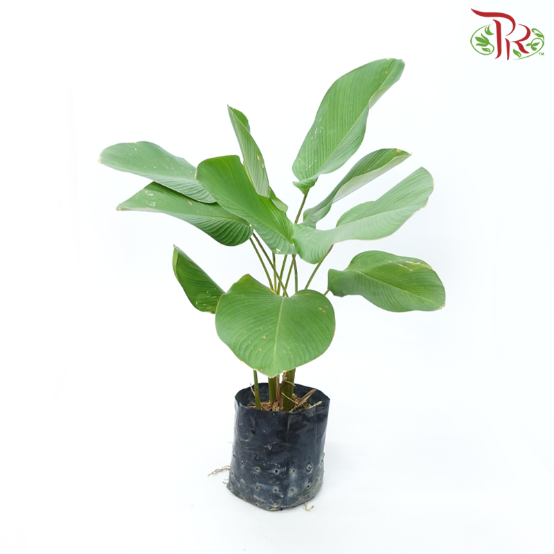 Calathea Lutea (14x14) (90-100cm)《雪茄竹芋》-Pudu Ria Florist-prflorist.com.my