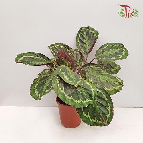 Calathea Medallion - NL《彩虹竹芋》-Pudu Ria Florist-prflorist.com.my
