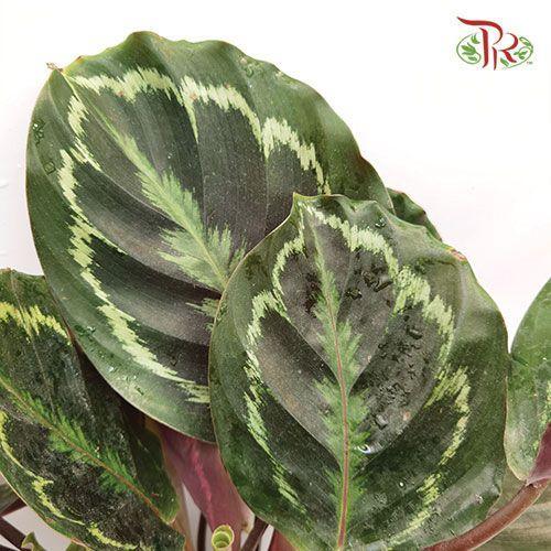 Calathea Medallion - NL《彩虹竹芋》-Pudu Ria Florist-prflorist.com.my