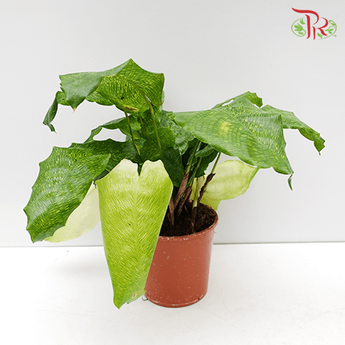 Calathea Network《网纹竹芋》-Pudu Ria Florist-prflorist.com.my