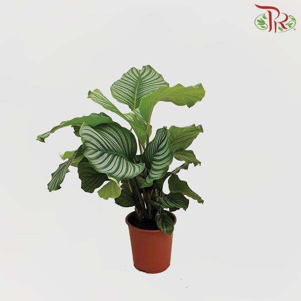 Calathea Orbifolia 19Ø - (75cm)-Pudu Ria Florist-prflorist.com.my
