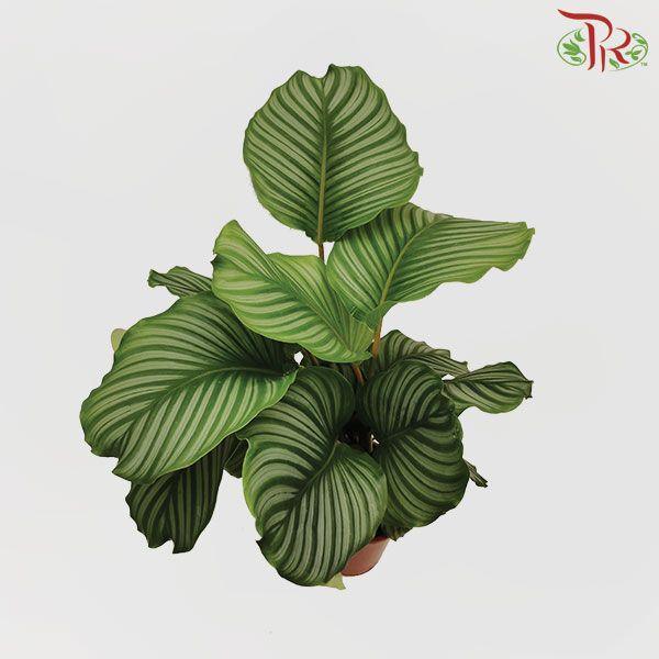 Calathea Orbifolia 19Ø - (75cm)-Pudu Ria Florist-prflorist.com.my