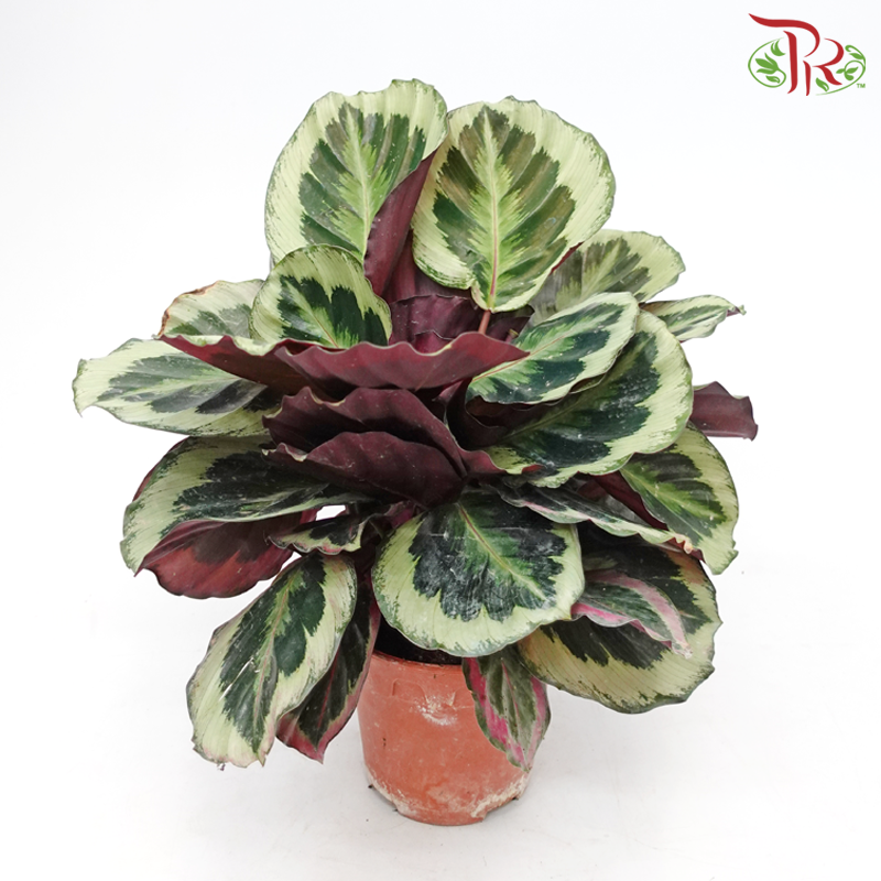 Calathea Roseopicta Marion《竹芋》