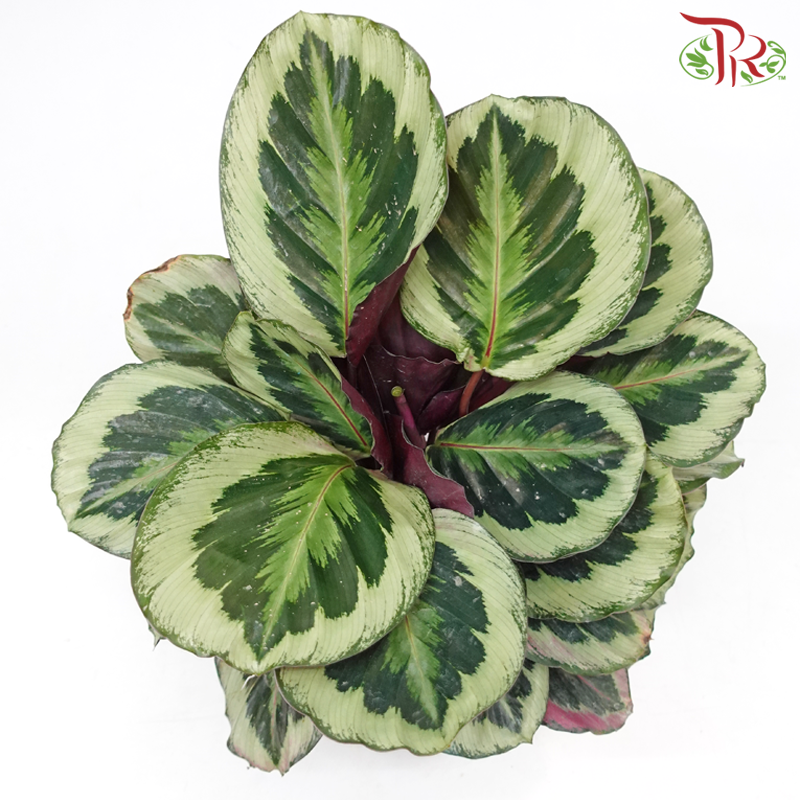 Calathea Roseopicta Marion《竹芋》