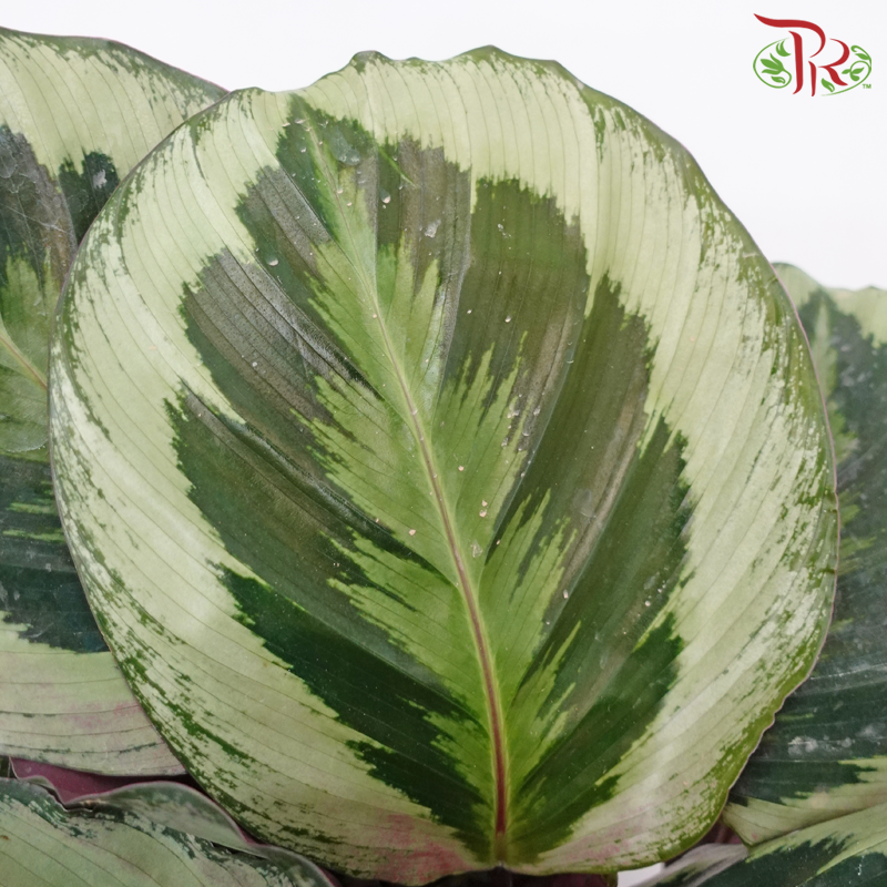 Calathea Roseopicta Marion《竹芋》