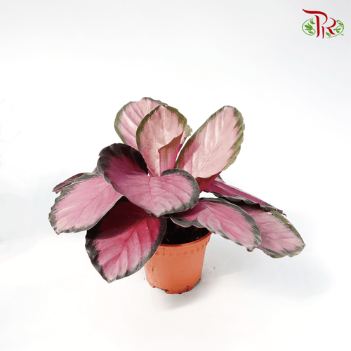 Calathea Roseopicta Rosey 《红玫瑰竹芋》-Malaysia-prflorist.com.my