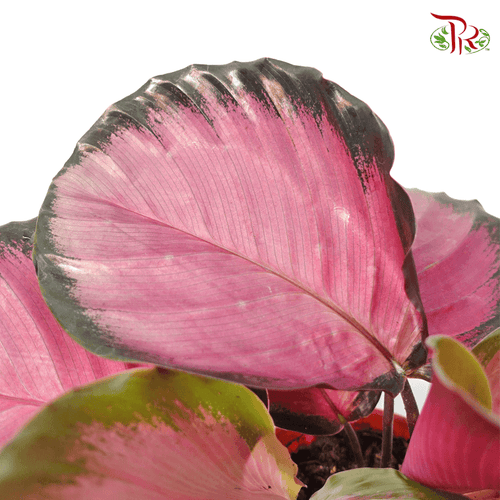 Calathea Roseopicta Rosey 《红玫瑰竹芋》-Malaysia-prflorist.com.my