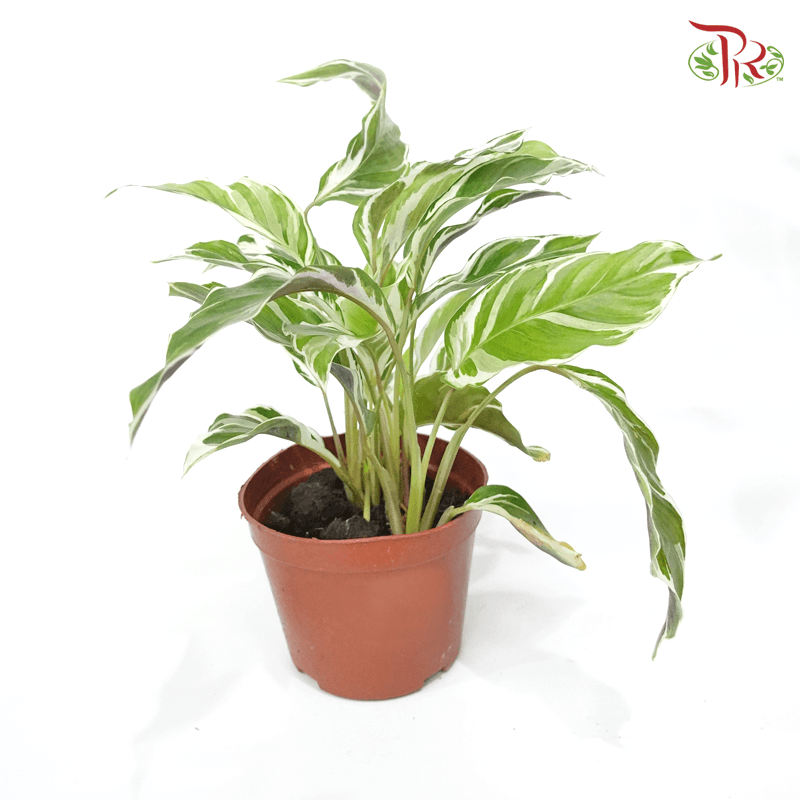 Calathea White Fusion 《油画竹芋》