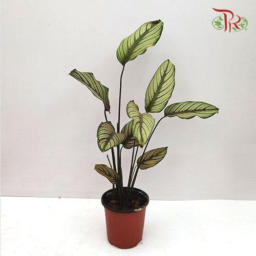 Calathea White Line-Pudu Ria Florist-prflorist.com.my