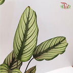 Calathea White Line-Pudu Ria Florist-prflorist.com.my